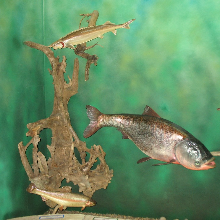 Музей «Рыбы России». Фото 4